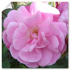 Roseira 'Old Blush'